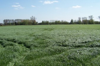 #1: General view of the confluence (towards S)