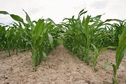 #7: The lines of corn seedlings