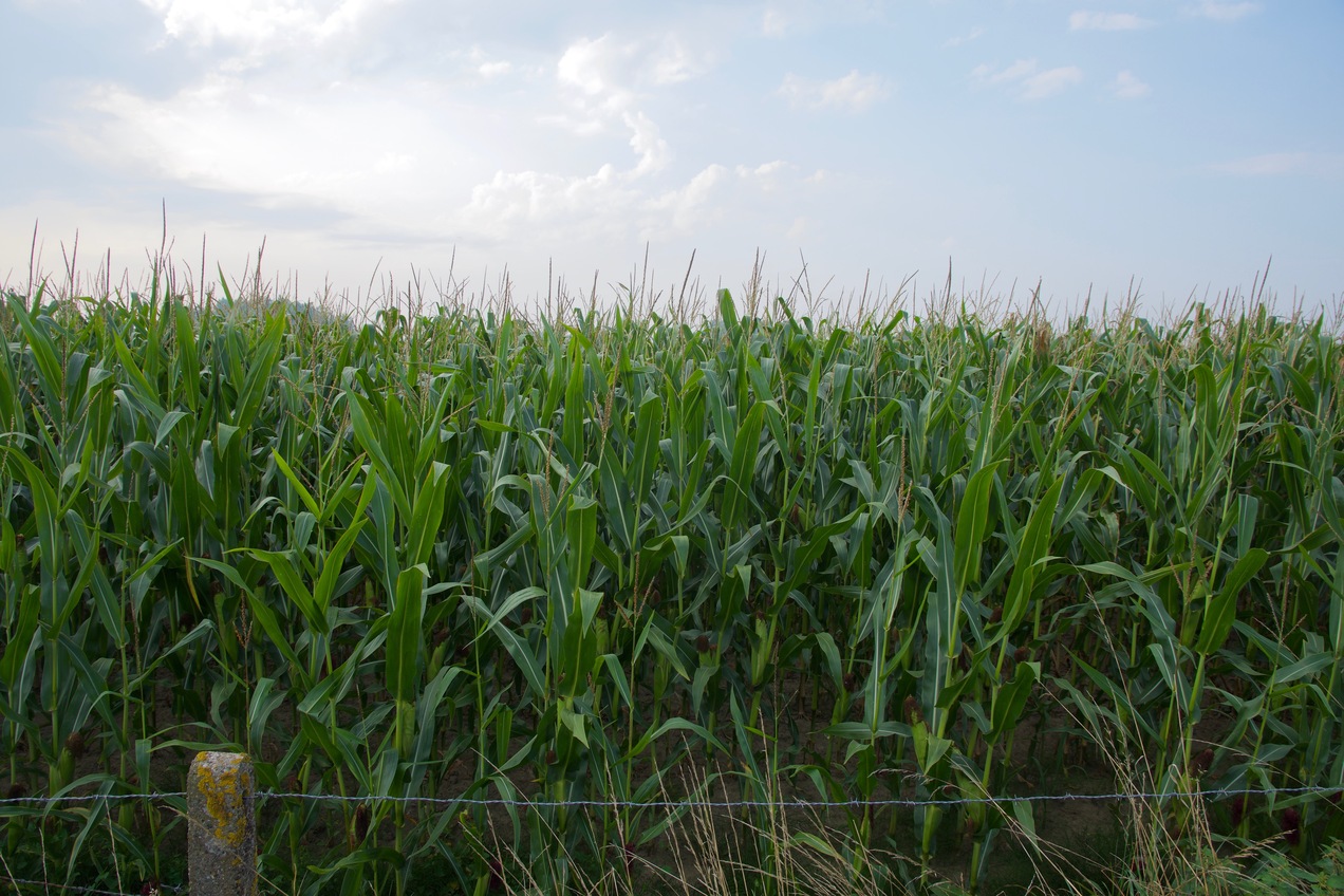 The point lies in this corn field, 158m to the South