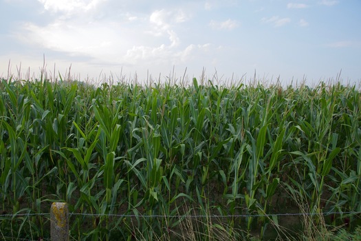#1: The point lies in this corn field, 158m to the South