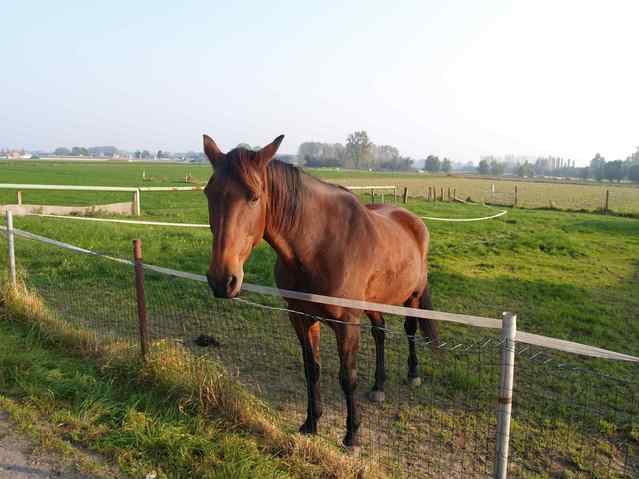 the lonely horse with confluence in background