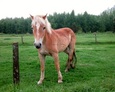 #10: Young curious horse