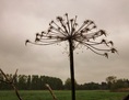 #7: Dried stem of a giant hogweed