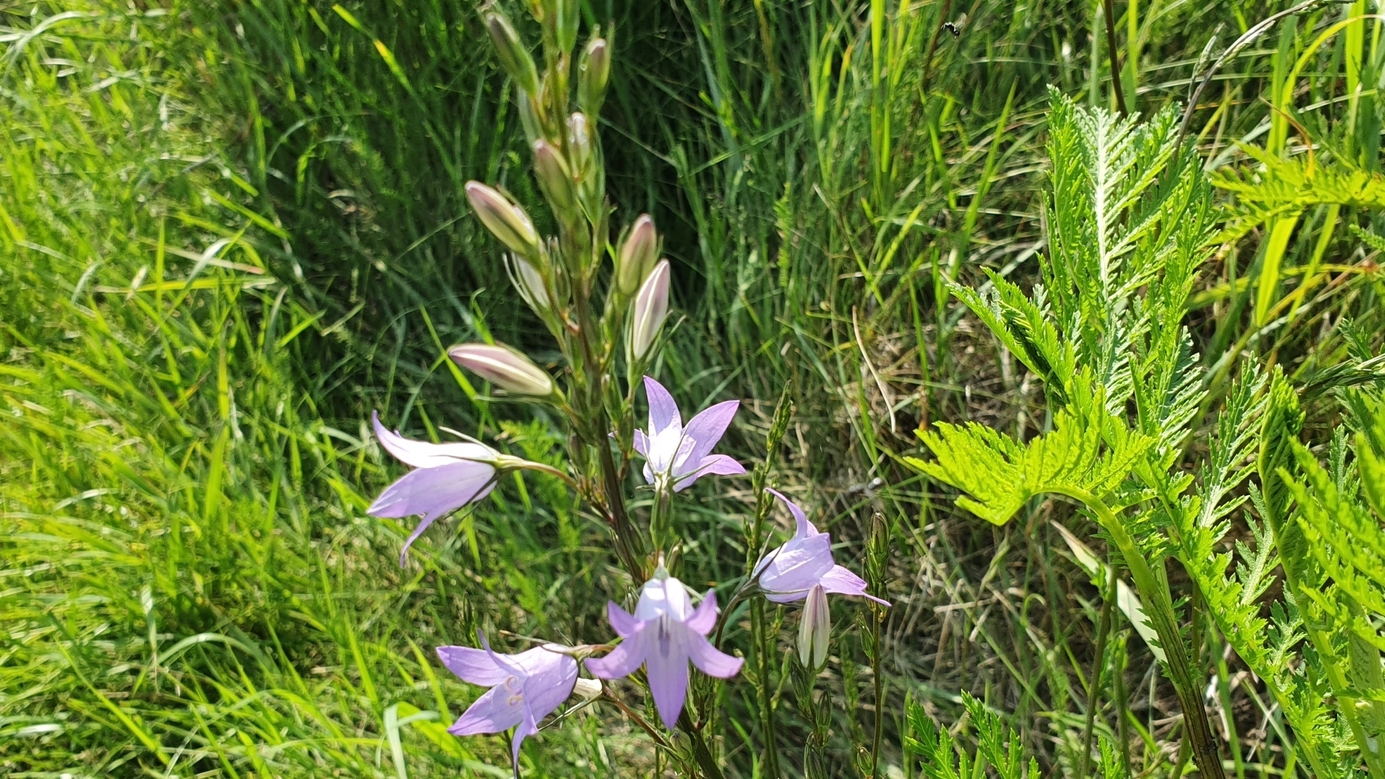 Bellflower / Glockenblume