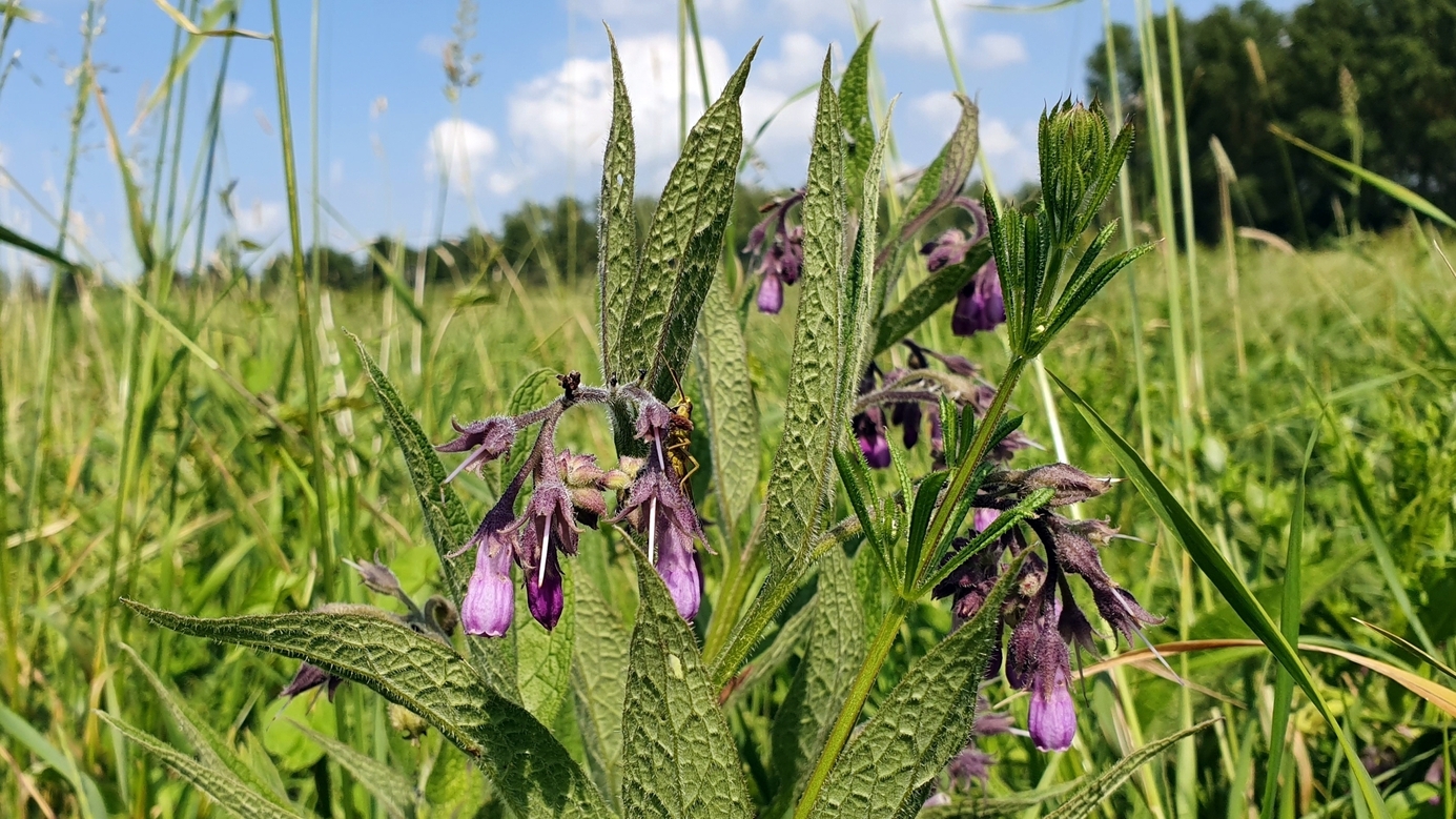 Comfrey / Beinwell