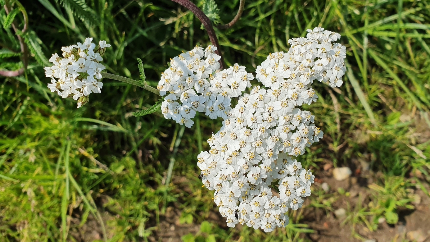 Yarrow / Schafgarbe