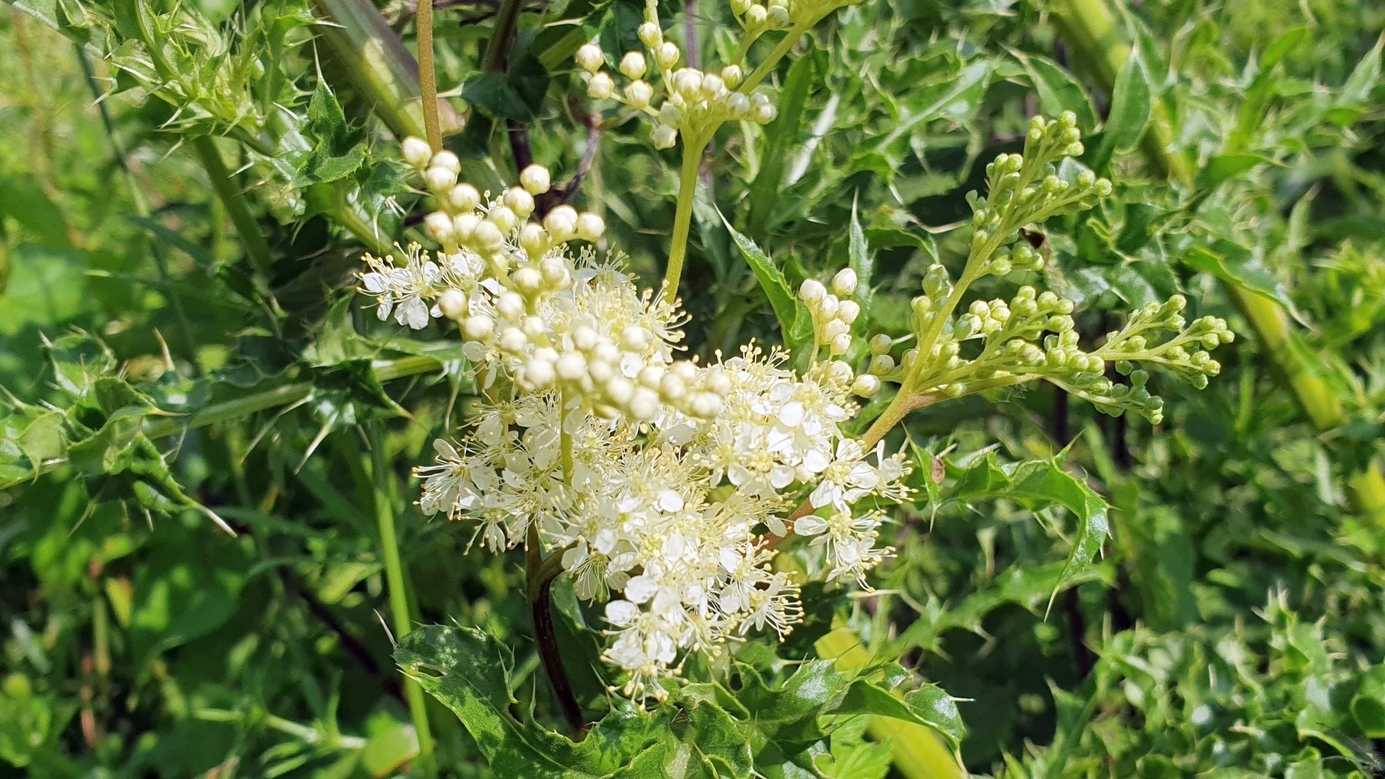 Meadowsweet / Mädesüß