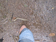 #6: CP hunters feet in action