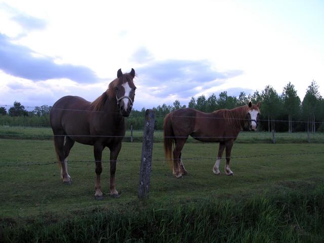 Horses guarding the path to the confluence