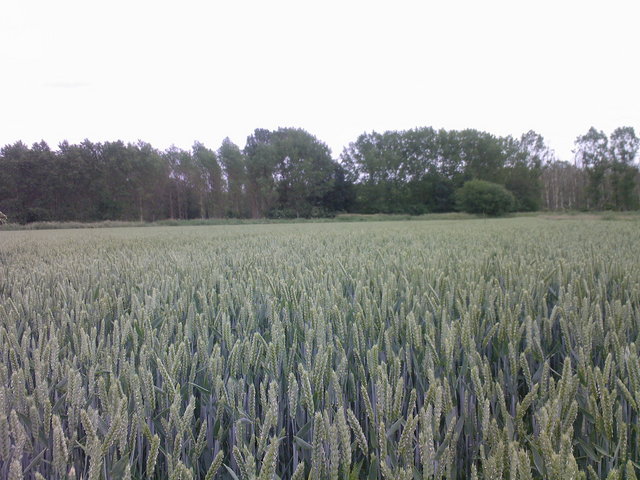 Wheat field near the confluence