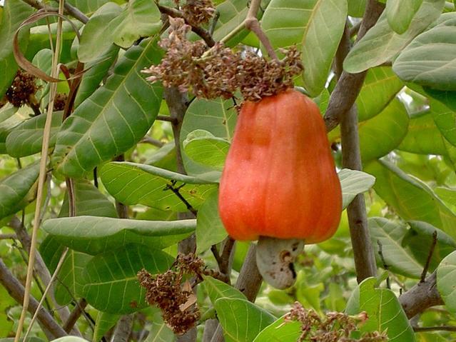 Here's a cashew fruit, almost ready.