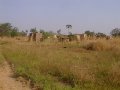 #5: A house of the Kasena tribe just south of the border in Ghana