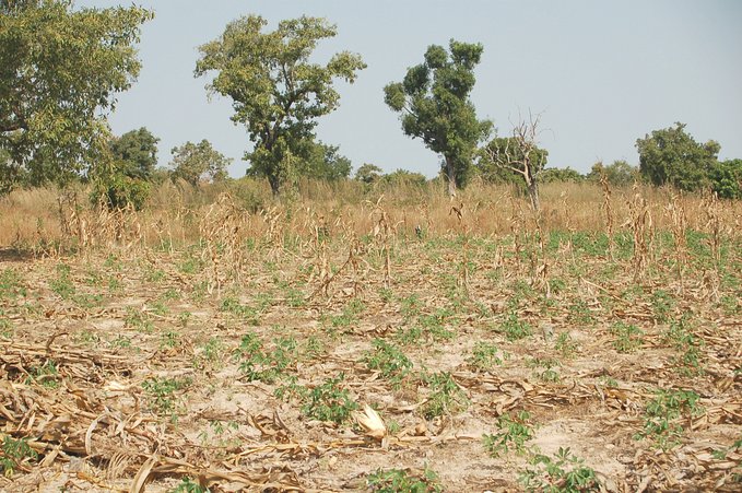 Looking north. Notice the igname plants.