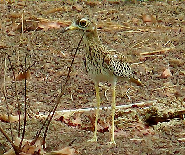 Burhinus capensis