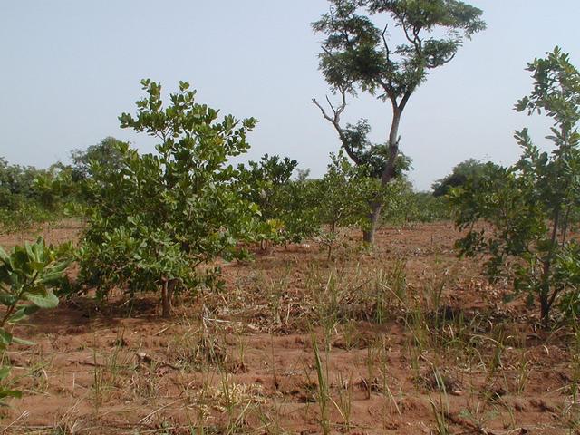 South, back towards the truck, through the fruit groves.