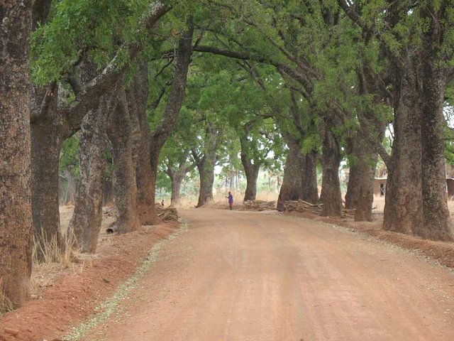 Avenue of trees