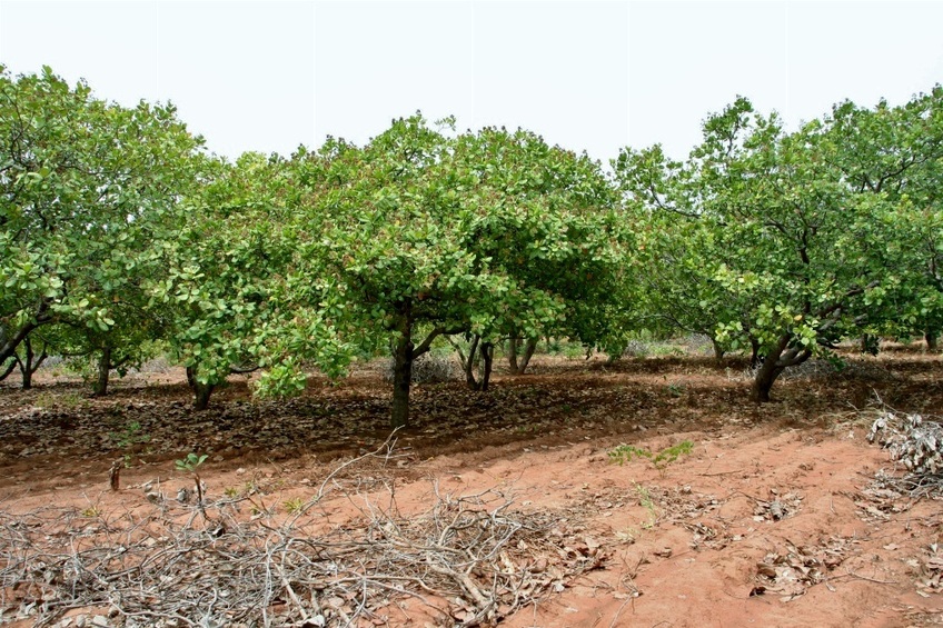 Cashew trees