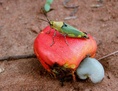 #9: Grasshopper on a cashew fruit
