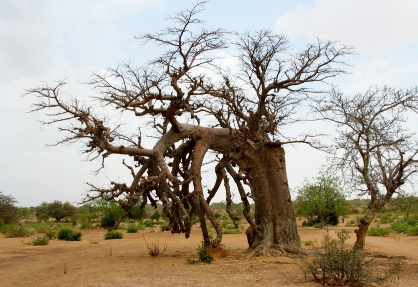 Strange baobab