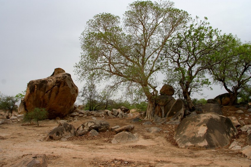 Trees growing between granite blocks