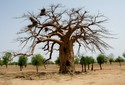 #7: Big baobab tree with nests of Alecto birds