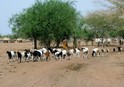 #8: Balanites tree and herd of cows and sheep