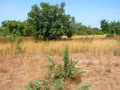 #3: View east from the Confluence