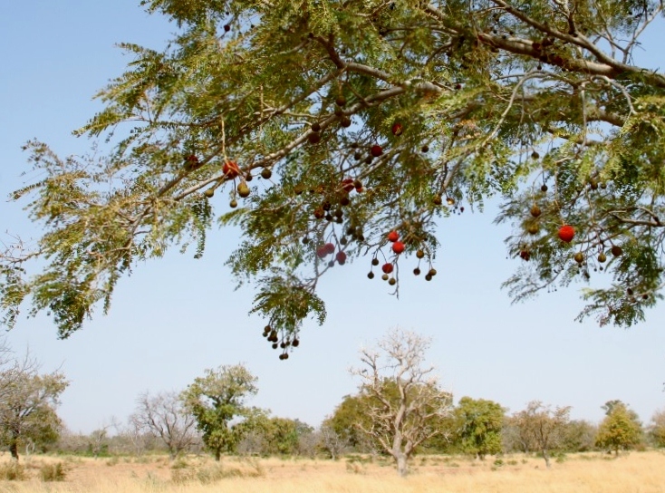 Néré (Parkia biglobosa)