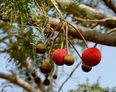 #10: Flowers of the néré