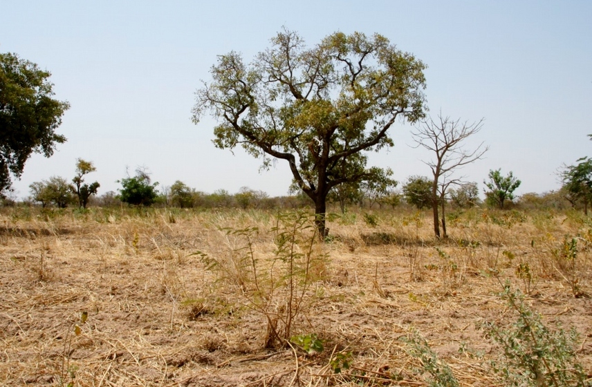 View to the West, with a shea tree