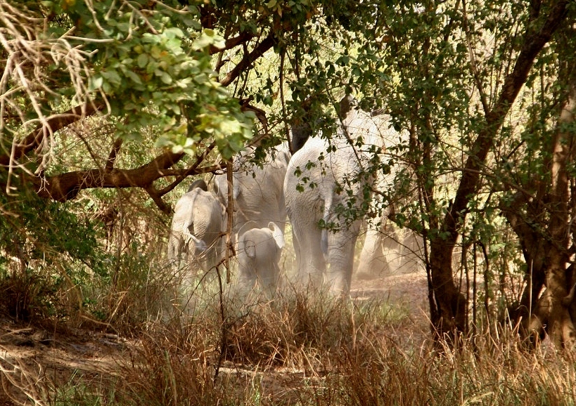 Elephants in the bush, close to Boromo
