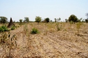 #3: View to the south, in the cotton field