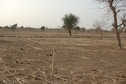 #6: Truck at treeline (on left), GPS in tree (right), millet stalks on point