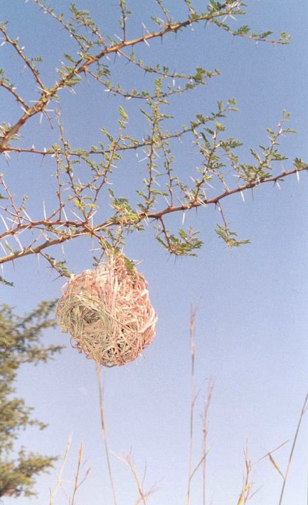 Birdnest above the Confluence