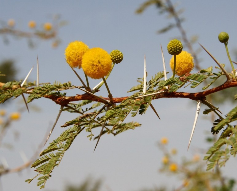 Flower of acacia