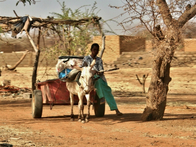 Young boy moving around with his donkey