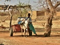 #8: Young boy moving around with his donkey