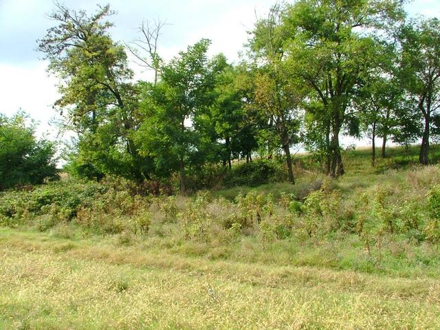 A view from the confluence to the West.