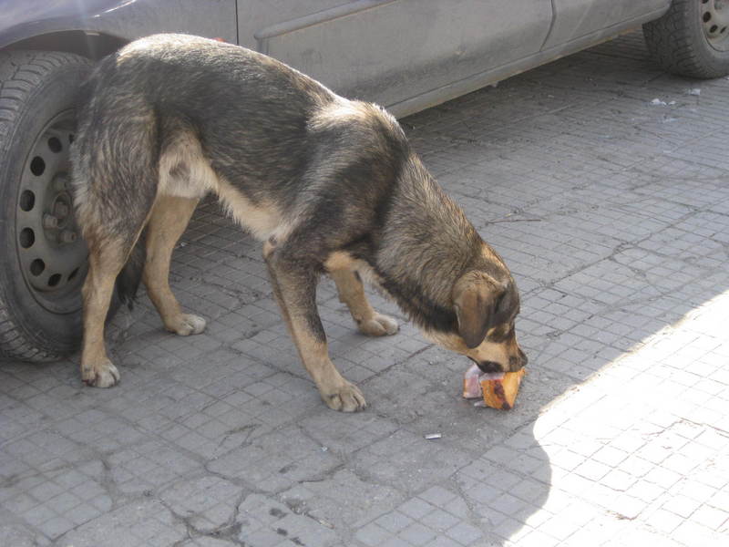 Lucky dog with Ham