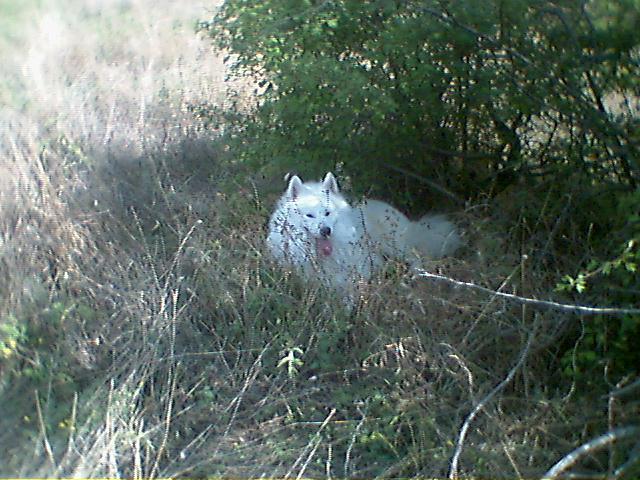 A monster in the wood