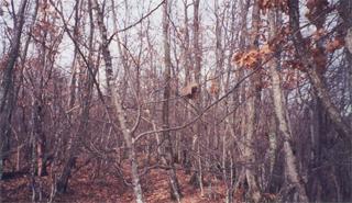 #1: Bunch of trees at the confluence area (northern view I believe)