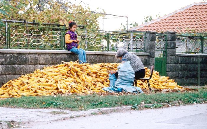 At this time of the year you'll see this in every village street in NE Bulgaria...