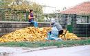 #6: At this time of the year you'll see this in every village street in NE Bulgaria...