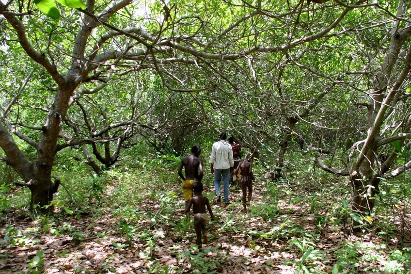 Between cashew trees