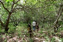 #8: Between cashew trees