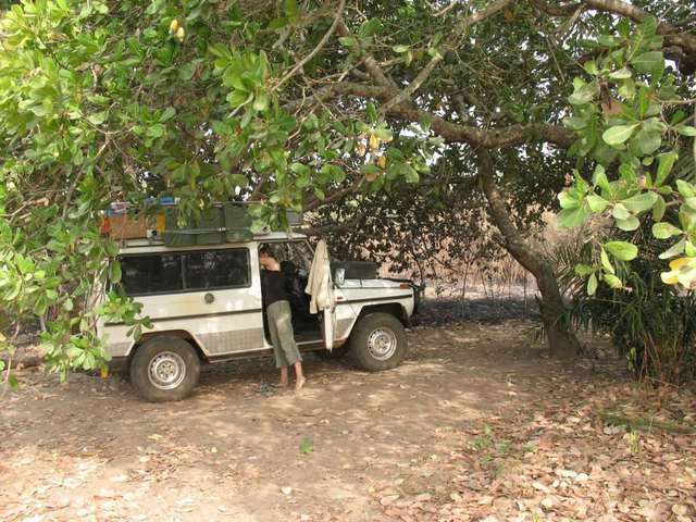 Cashew nut tree