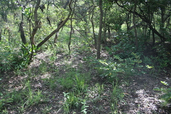 #1: View of the Confluence