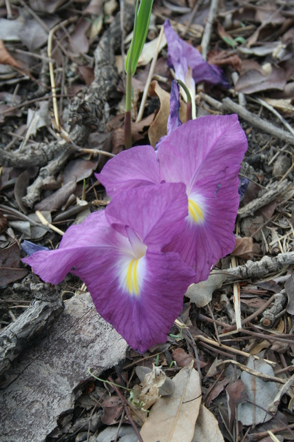 These flowers have no stems or leaves. I found them all over the place near the Confluence