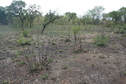 #8: Another view of the Confluence and the field it's next to