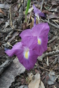 #9: These flowers have no stems or leaves. I found them all over the place near the Confluence